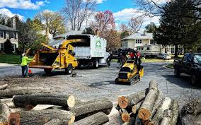 How Our Tree Care Process Works  in  Worthington Hills, KY