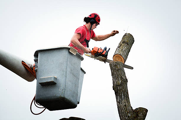 Best Seasonal Cleanup (Spring/Fall)  in Worthington Hills, KY
