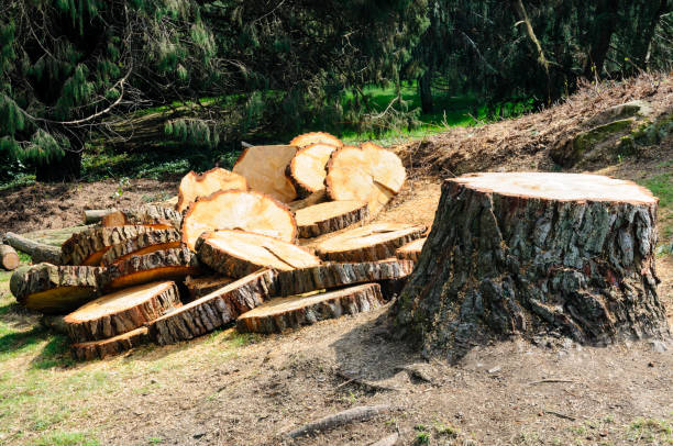 Best Tree Risk Assessment  in Worthington Hills, KY
